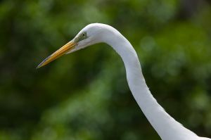 26-8E4T6007-ACR_egret_LR_Things-things.jpg